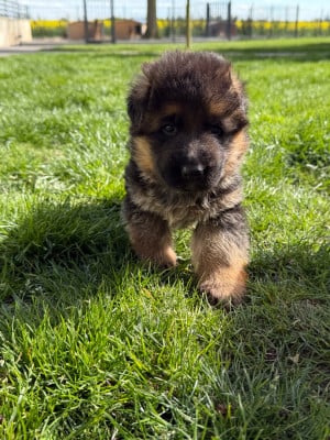 Les chiots de Berger Allemand