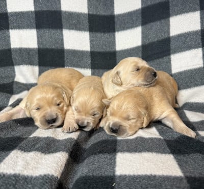 Les chiots de Golden Retriever