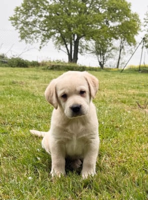 Les chiots de Labrador Retriever