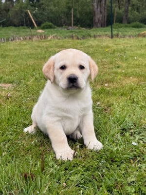 Les chiots de Labrador Retriever