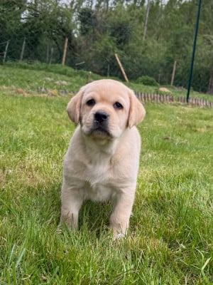 Les chiots de Labrador Retriever
