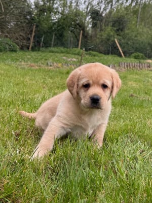 Les chiots de Labrador Retriever