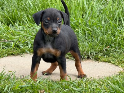 Les chiots de Pinscher nain