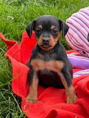 Les chiots de Pinscher nain
