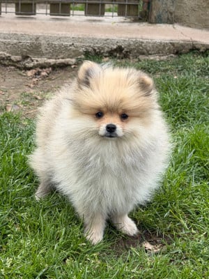 Les chiots de Spitz allemand