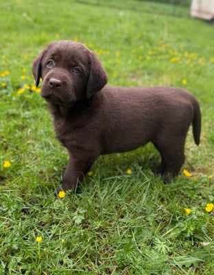 Les chiots de Labrador Retriever