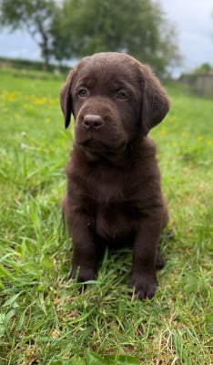 Les chiots de Labrador Retriever