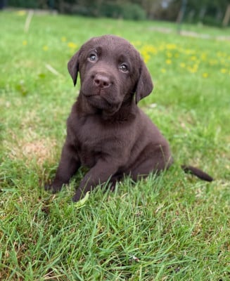 Les chiots de Labrador Retriever