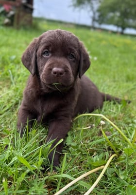 Les chiots de Labrador Retriever