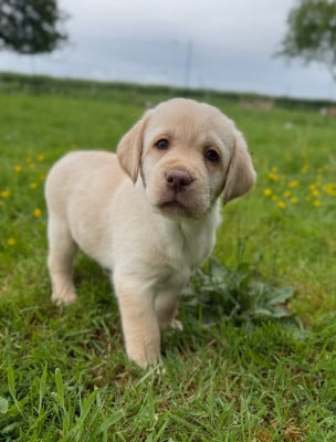 Les chiots de Labrador Retriever