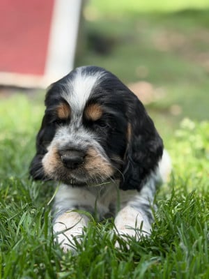 Les chiots de Cocker Spaniel Anglais