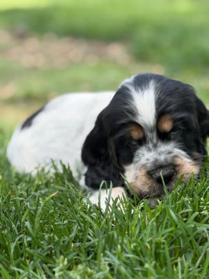Les chiots de Cocker Spaniel Anglais