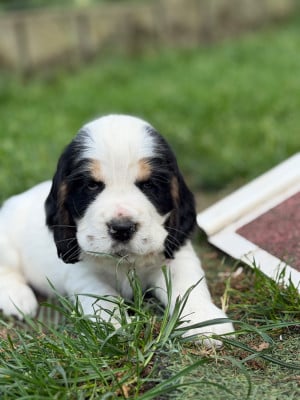 Les chiots de Cocker Spaniel Anglais