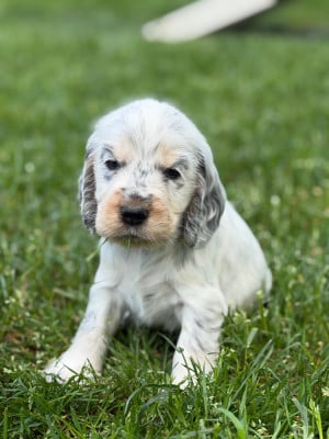 Les chiots de Cocker Spaniel Anglais