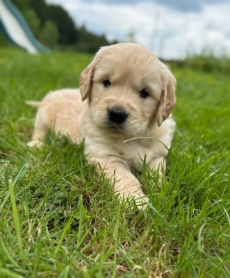 Les chiots de Golden Retriever