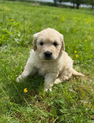 Les chiots de Golden Retriever