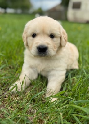 Les chiots de Golden Retriever