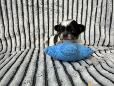 Les chiots de Chihuahua