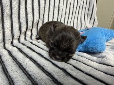 Les chiots de Chihuahua