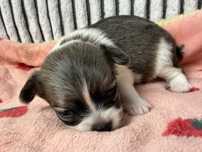 Les chiots de Chihuahua