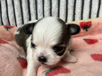 Les chiots de Chihuahua