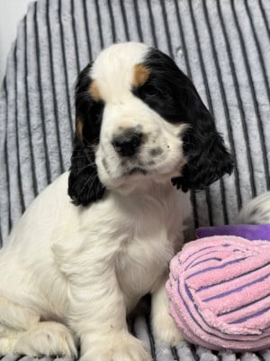 Les chiots de Cocker Spaniel Anglais