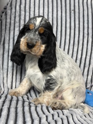 Les chiots de Cocker Spaniel Anglais