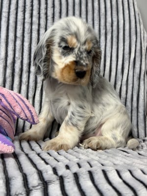 Les chiots de Cocker Spaniel Anglais