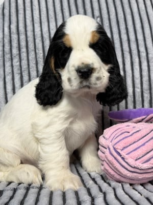 Les chiots de Cocker Spaniel Anglais