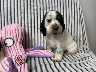 Les chiots de Cocker Spaniel Anglais