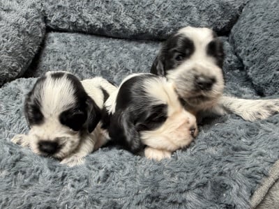 Les chiots de Cocker Spaniel Anglais