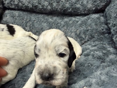 Les chiots de Cocker Spaniel Anglais