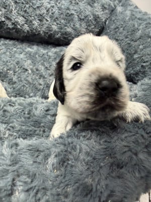 Les chiots de Cocker Spaniel Anglais