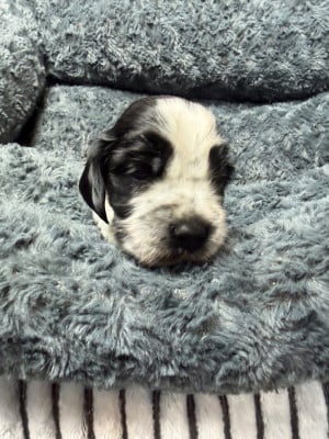 Les chiots de Cocker Spaniel Anglais