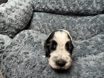 Les chiots de Cocker Spaniel Anglais