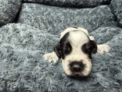 Les chiots de Cocker Spaniel Anglais