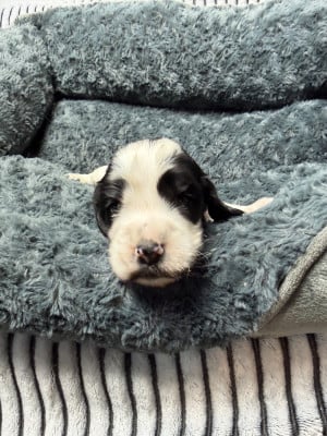 Les chiots de Cocker Spaniel Anglais