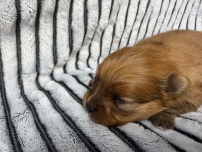 Les chiots de Spitz allemand