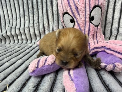 Les chiots de Spitz allemand