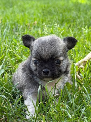 Les chiots de Chihuahua