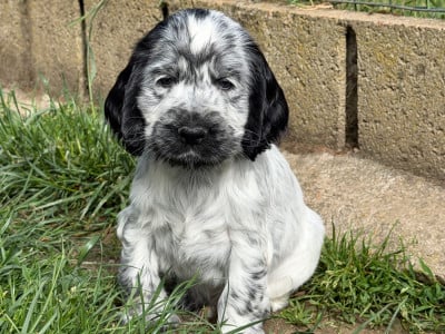 Les chiots de Cocker Spaniel Anglais