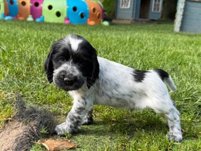 Les chiots de Cocker Spaniel Anglais