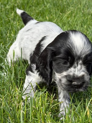 Les chiots de Cocker Spaniel Anglais