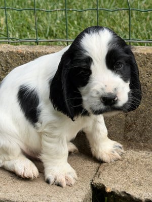 Les chiots de Cocker Spaniel Anglais