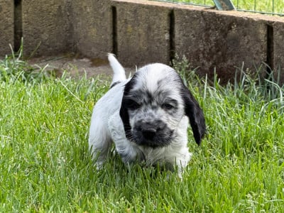 Les chiots de Cocker Spaniel Anglais