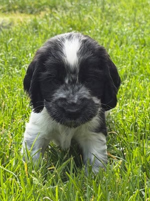 Les chiots de Cocker Spaniel Anglais