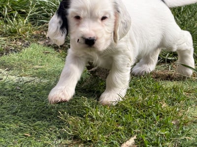 Les chiots de Cocker Spaniel Anglais