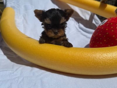 Les chiots de Yorkshire Terrier