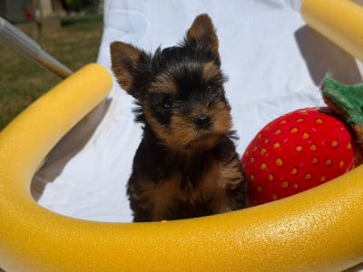 Les chiots de Yorkshire Terrier
