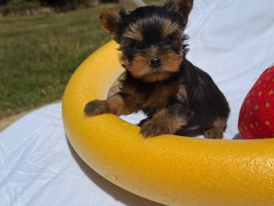 Les chiots de Yorkshire Terrier